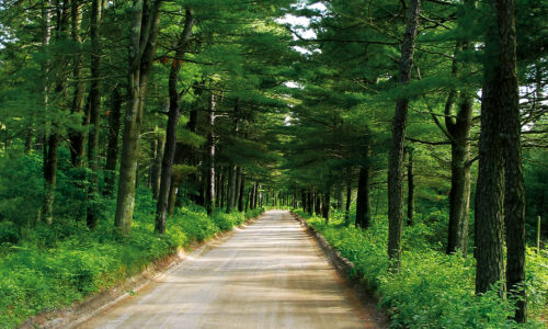 Toll Broadleaf Davis Modern Farmhouse Primary Bed CC RGB