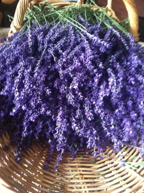 W Pinehills Pull Quotes David Link Lancaster