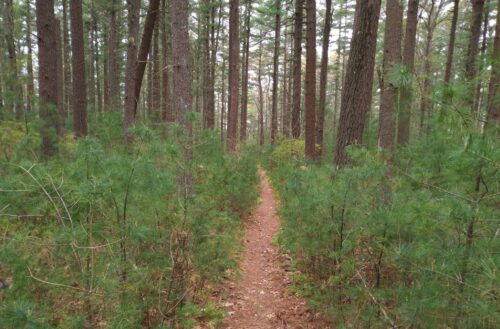 W Pinehills Pull Quotes Glee Club