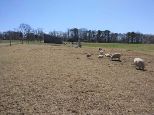 W Pinehills Pull Quotes Green Co Dominique Sampson