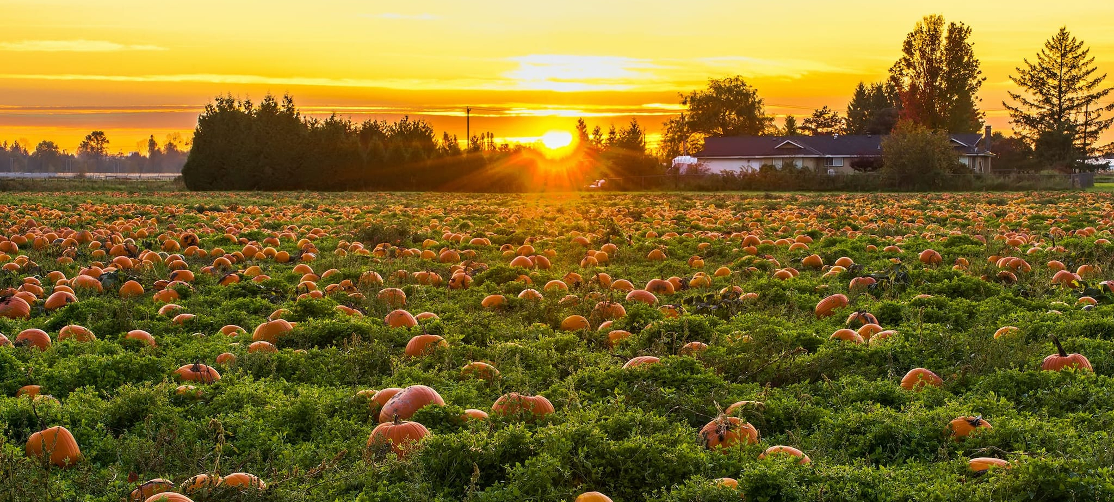 Edaville Pumpkin Patch Express