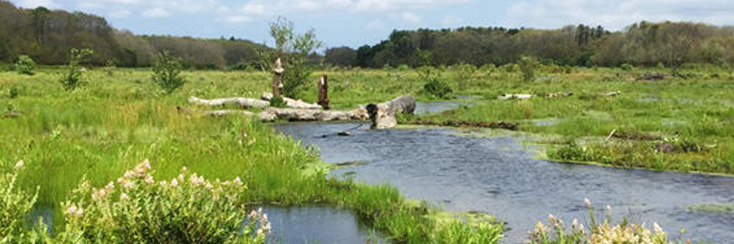 Tidmarsh Mass Audubon Photo Credit Alex Hackman MA DER