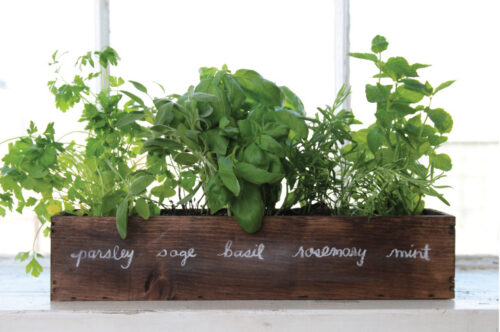 Container of herbs on your window sill