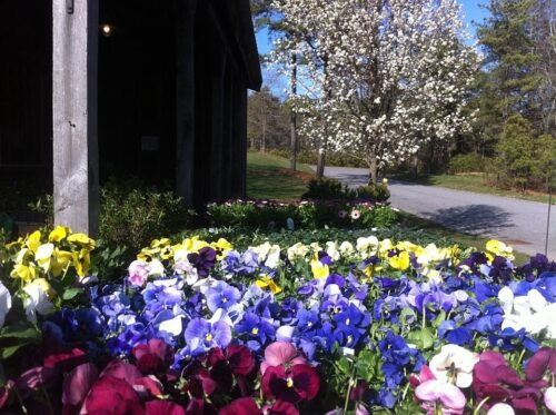 Egan Pansies not sure where