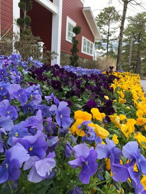 Egan Summerhouse Pansies