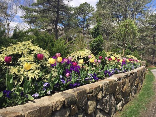 Egan Tulips on Rock Wall