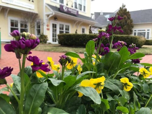 Egan Village Green Pansies