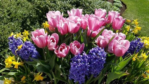 Egan tulip hyacintyhs