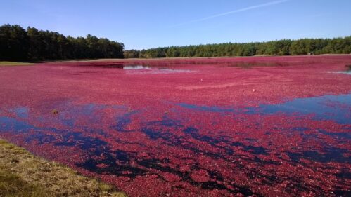 Frank Werny Facebook Cranberries in October