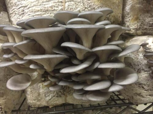 Hillside Mushrooms