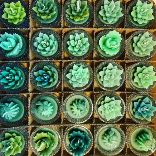 Mini succulents