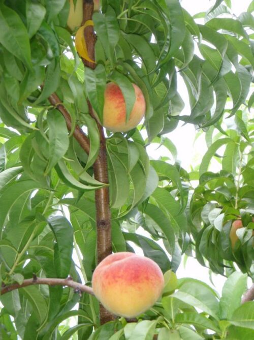 PYO Peaches