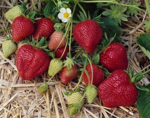 PYO Strawberries