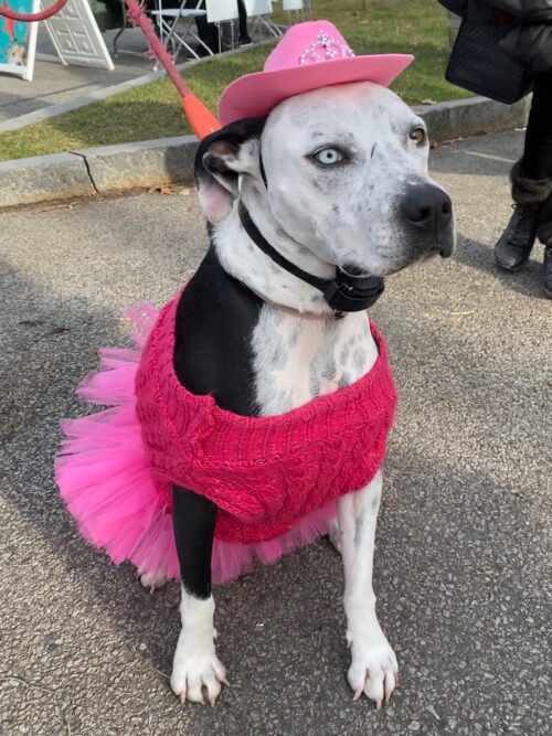 Reindog Parade 2022 Steve Garfield 1