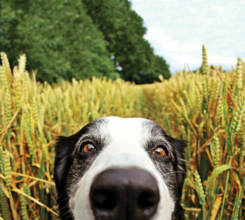 Dog in the Rye Field