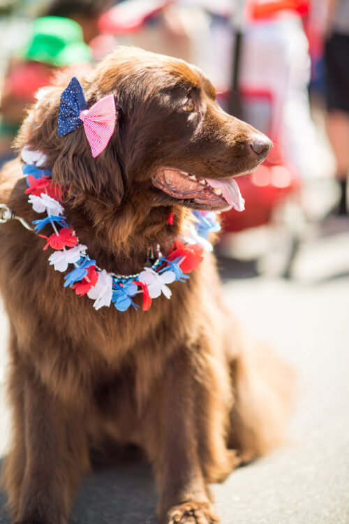 4th of July Dog at The Pinehills