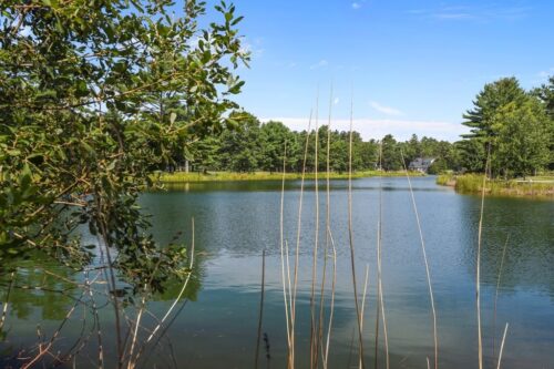 Pond Views