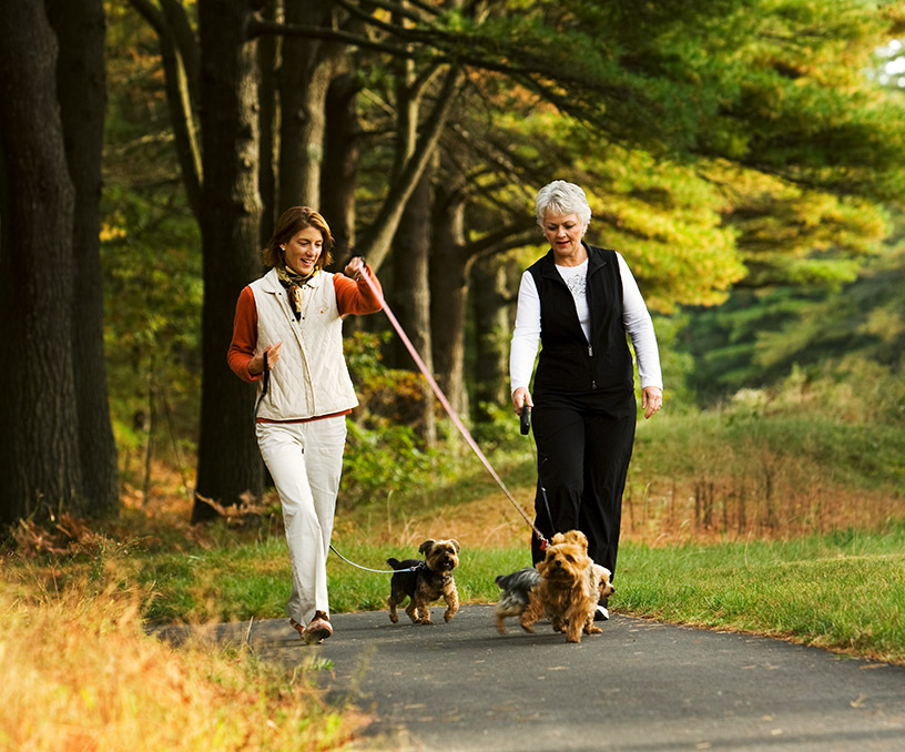 Outdoors-Dog-Walk